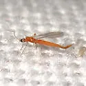 Neostenoptera appalachiensis - photo 4