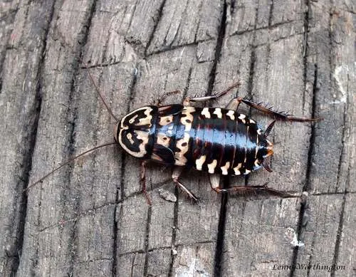 Harlequin Cockroach