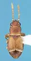 Neosuris castanea - Neosuris castanea