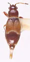 Neosuris castanea - photo 2
