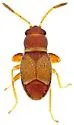 Neosuris castanea - photo 3