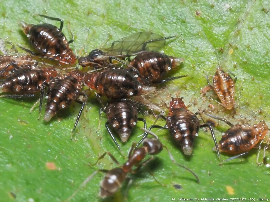 Neosymydobius albasiphus - photo 2