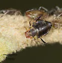 Neosymydobius paucisetosus - Neosymydobius paucisetosus