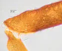 Neosymydobius paucisetosus - photo 3