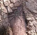 Neotama mexicana