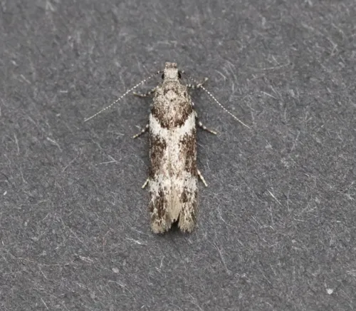 Neotelphusa praefixa - Hodges#1865