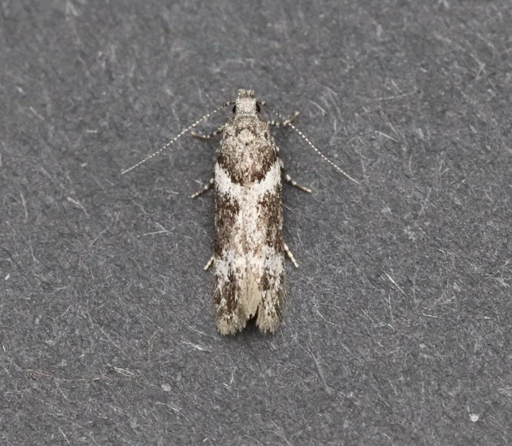 Neotelphusa praefixa - Hodges#1865 - photo 2