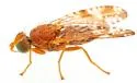 Neotephritis rava - photo 5