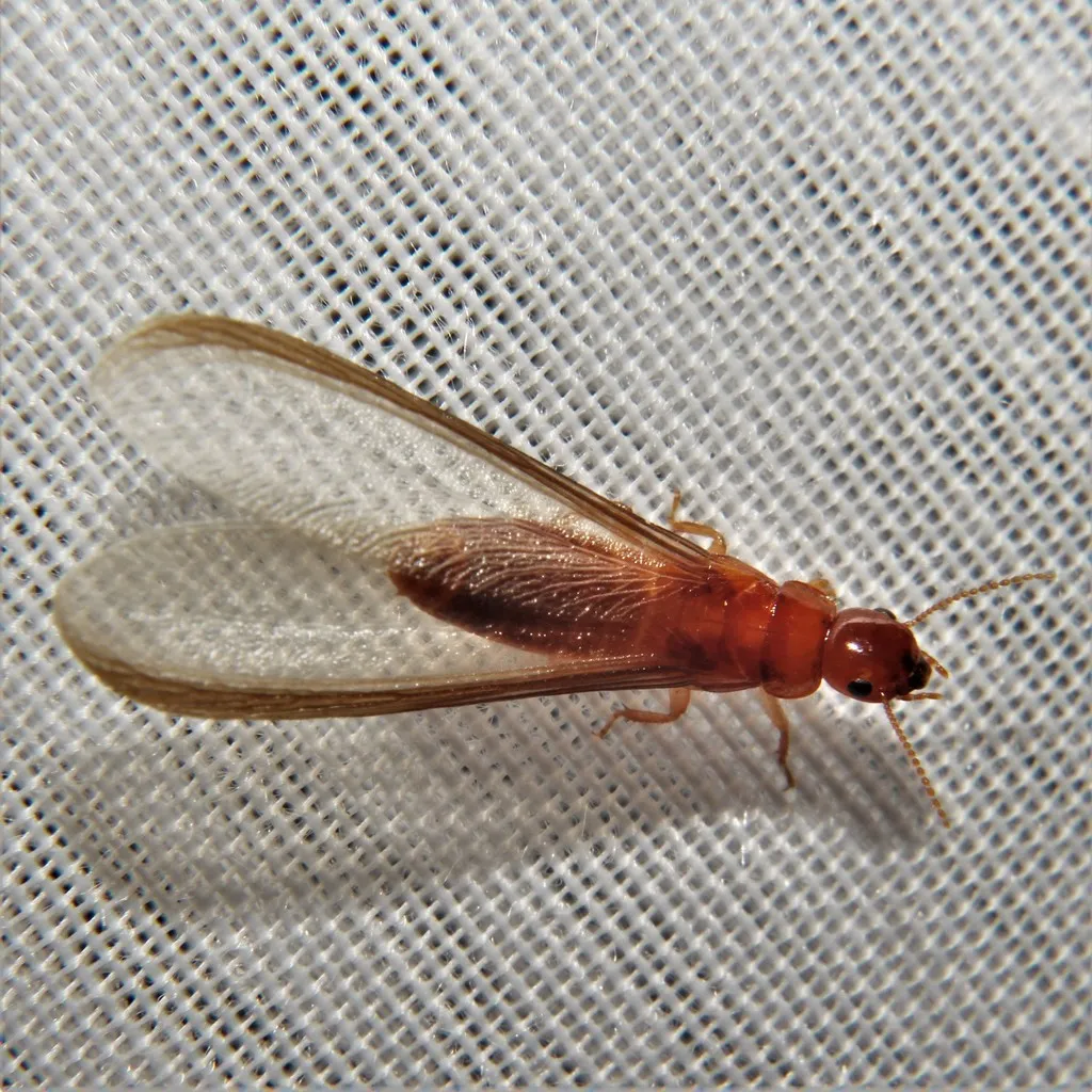 Florida Dampwood Termite