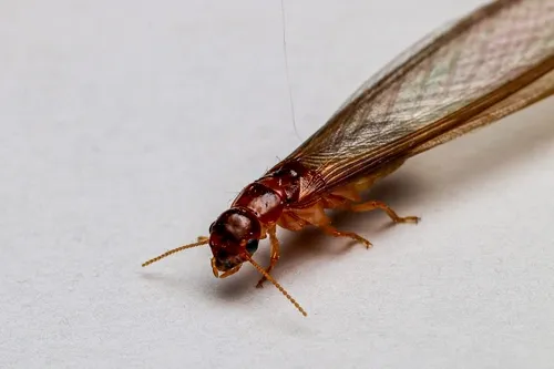 Neotermes chilensis