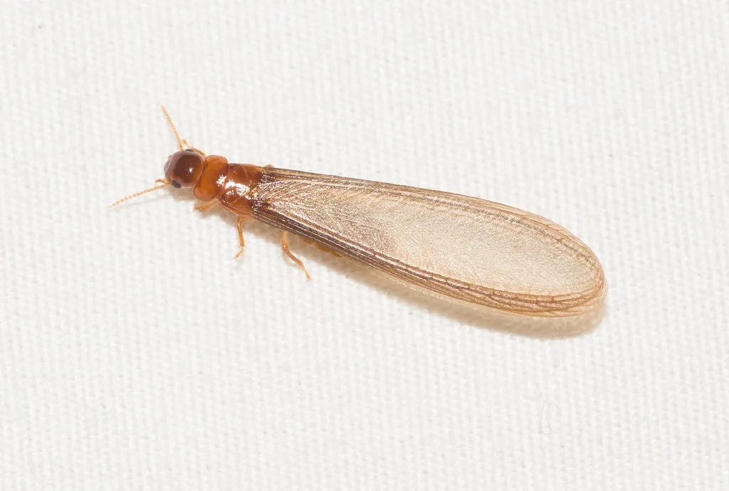 forest tree termite - photo 2