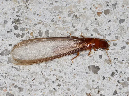 Ringant Termite