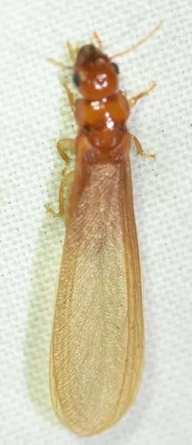 Coastal Florida Dampwood Termite