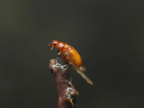 Coastal Florida Dampwood Termite - photo 2