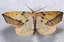 Neoterpes edwardsata - Hodges#6861 - photo 2