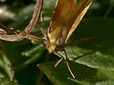Neoterpes edwardsata - Hodges#6861 - photo 3