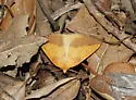 Neoterpes edwardsata - Hodges#6861 - photo 4