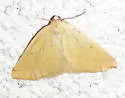 Neoterpes ephelidaria - Hodges#6859