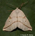 Neoterpes ephelidaria - Hodges#6859 - photo 2