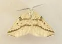 Neoterpes ephelidaria - Hodges#6859 - photo 4