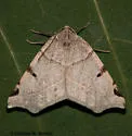 Neoterpes graefiaria - Hodges#6862