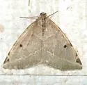 Neoterpes graefiaria - Hodges#6862 - photo 2