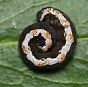 Neoterpes graefiaria - Hodges#6862 - photo 4