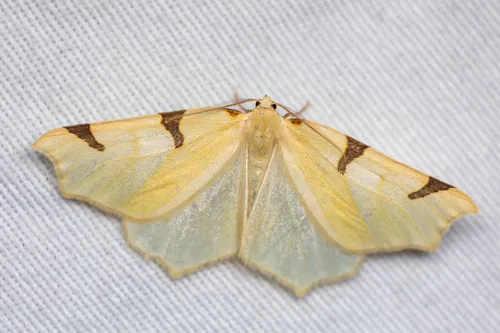 Neoterpes trianguliferata - Hodges#6860