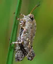 Short-leg Pygmy Grasshopper