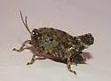 Short-leg Pygmy Grasshopper - photo 2