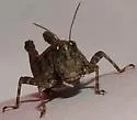 Short-leg Pygmy Grasshopper - photo 3
