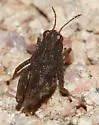 Short-leg Pygmy Grasshopper - photo 4
