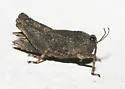 Sinusless Pygmy Grasshopper