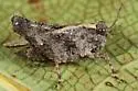 Sinusless Pygmy Grasshopper - photo 2