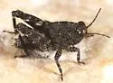 Sinusless Pygmy Grasshopper - photo 3