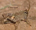 Fork-face Pygmy Grasshopper