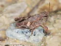 Fork-face Pygmy Grasshopper - photo 2