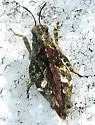 Fork-face Pygmy Grasshopper - photo 3