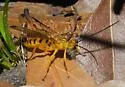 Neotheronia septentrionalis