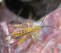Neotheronia septentrionalis - photo 2