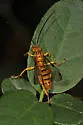 Neotheronia septentrionalis - photo 4