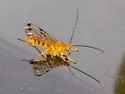 Neotheronia septentrionalis - photo 5