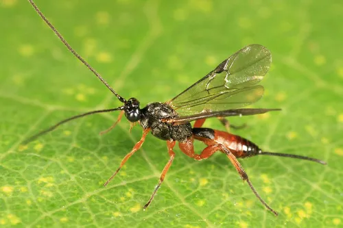 Neothlipsis agilis