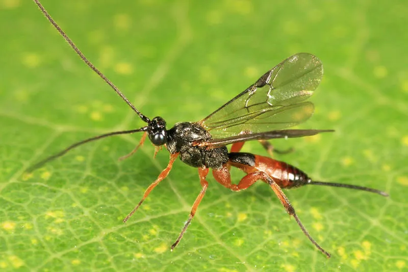 Neothlipsis agilis - photo 2