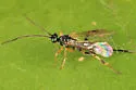 Neothlipsis cincta