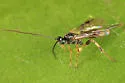 Neothlipsis cincta - photo 2