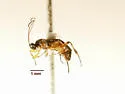 Neothlipsis parysae