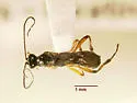 Neothlipsis parysae - photo 2