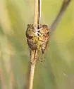 Plains Dog-day Cicada