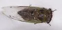 Plains Dog-day Cicada - photo 2